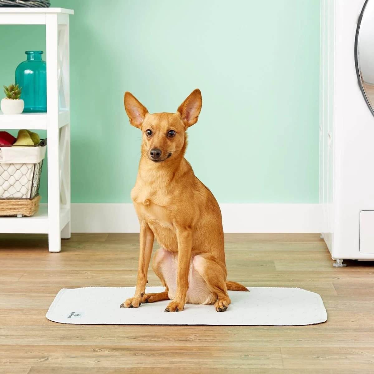 organic washable dog pee pads | Organic Washable Dog Pee Pads - WaterproofOrganic dog pee pads | Washable pet potty pads | Reusable dog training pads | Eco-friendly puppy pads | Absorbent dog pads | Indoor dog pee pads | Sustainable dog pads | Puppy potty training pads | Durable dog pee mats | Non-toxic pet pads Training Pads - Cosrac